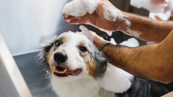 Best Dog Shampoos for Shiny Coats