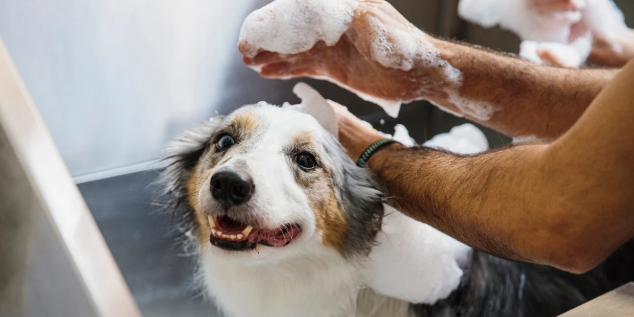 Best Dog Shampoos for Shiny Coats