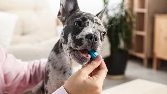 Best Dog Toothpastes