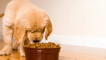 Best Dry Dog Foods