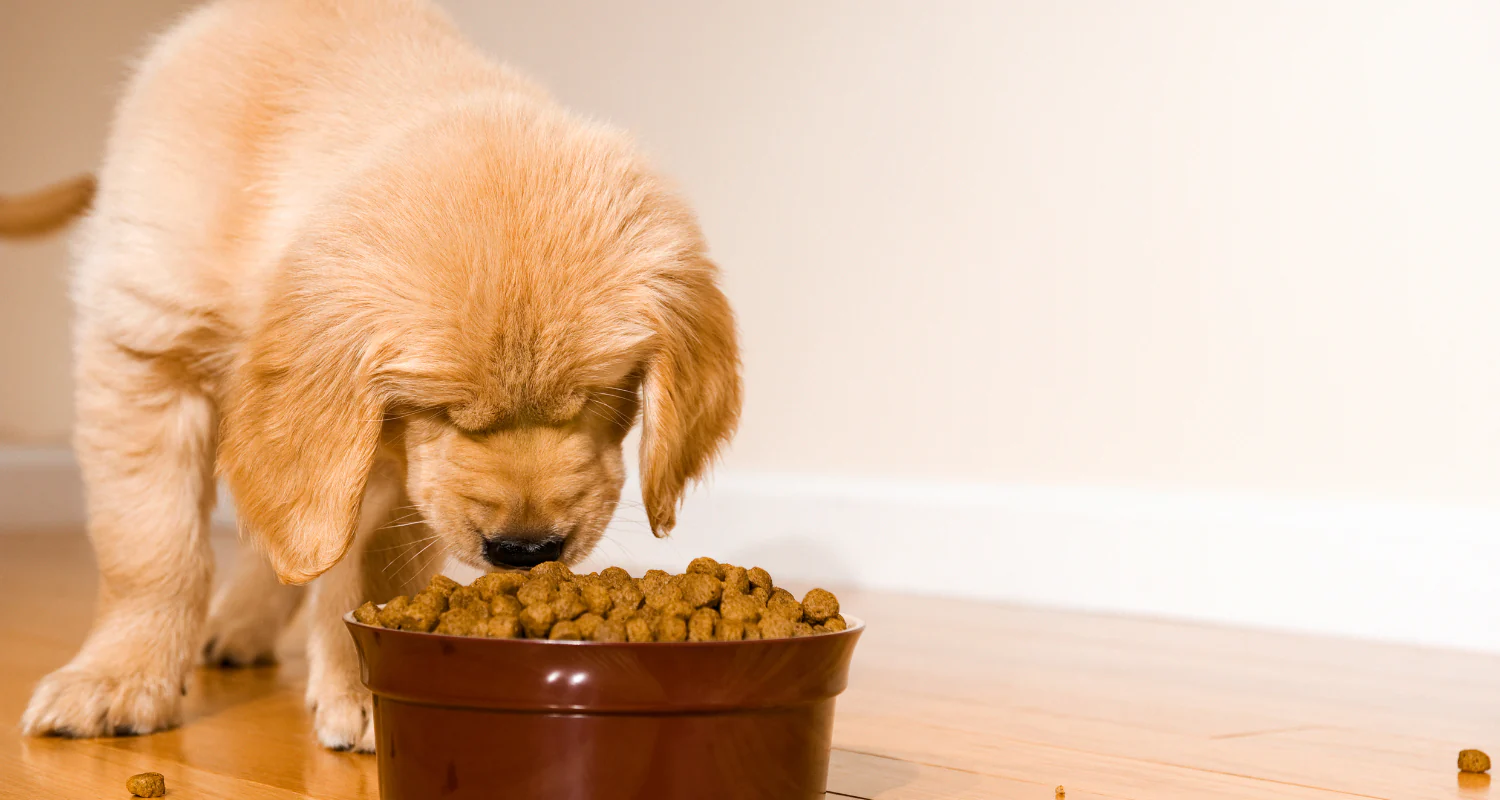 Best Dry Dog Foods