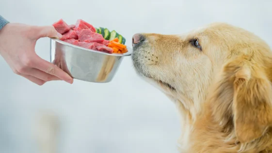 Best Raw Dog Foods