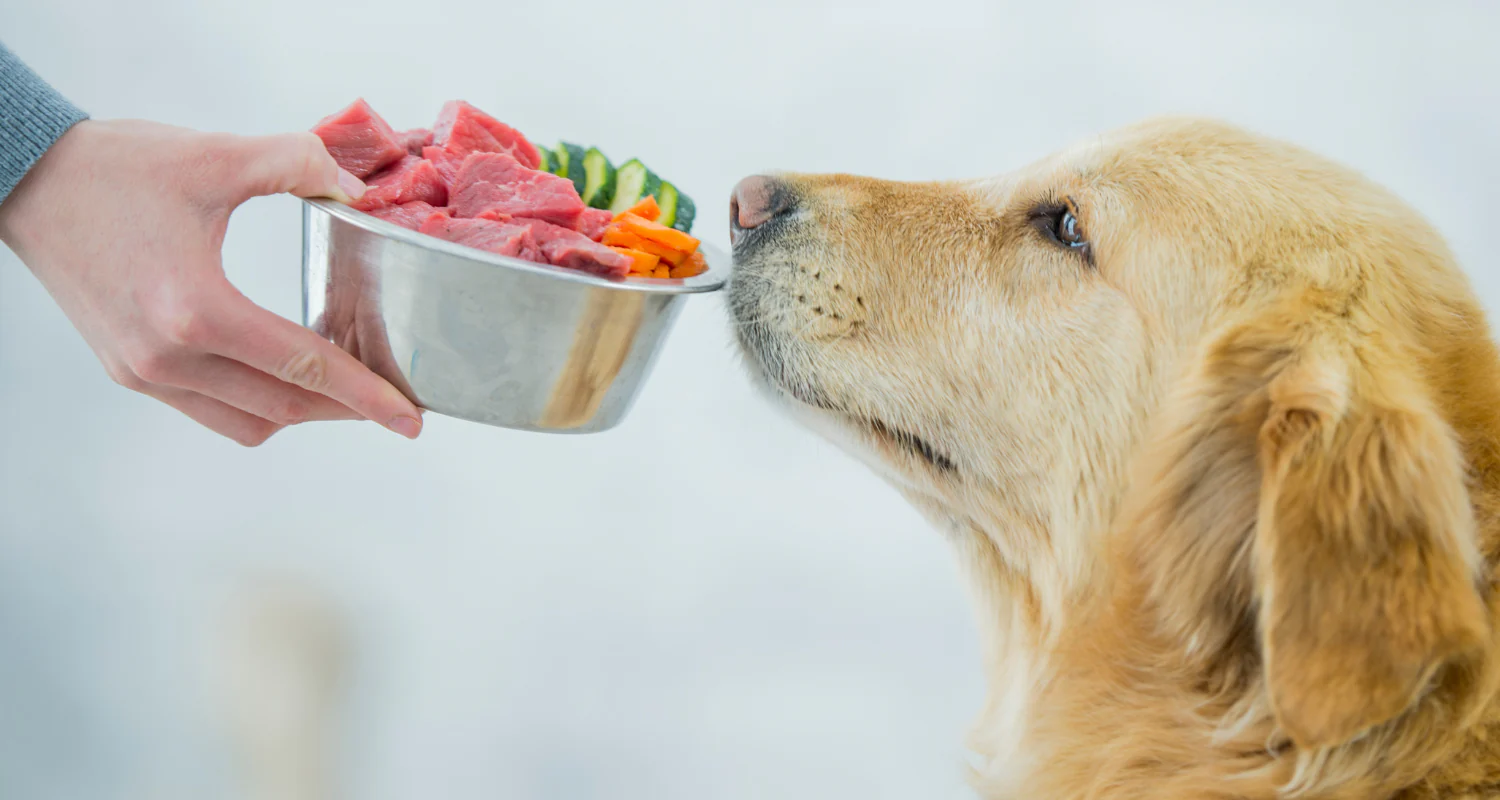 Best Raw Dog Foods