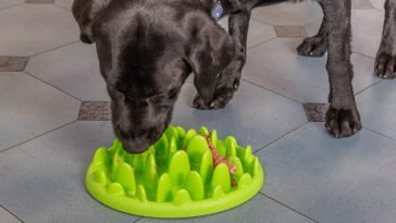 Best Slow Feeder Bowls for Dogs