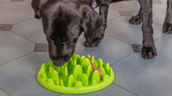 Best Slow Feeder Bowls for Dogs