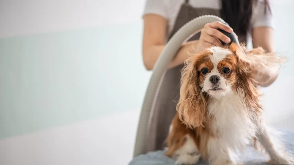 est Dog Hair Dryers