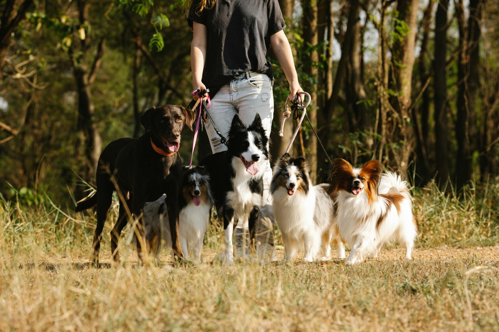 Dog Flea & Tick Control Products